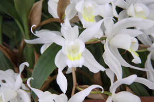 Coel. huettneriana Snow Dragon CHM 84 plant